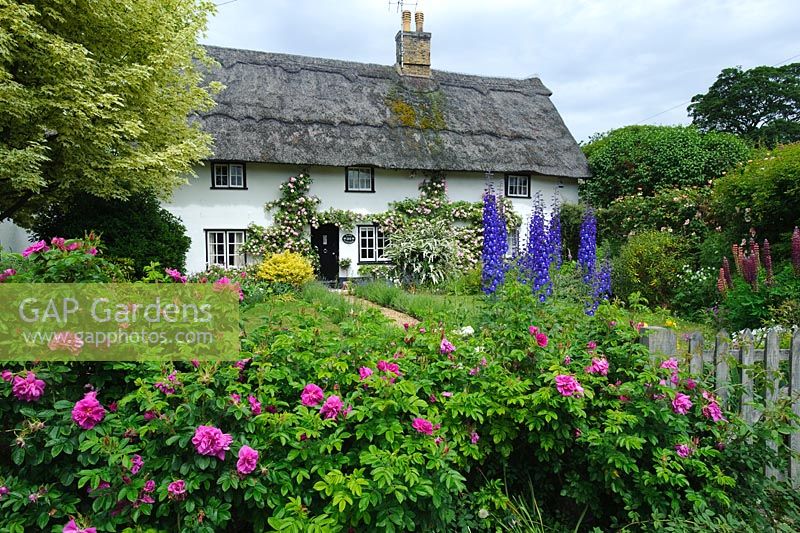 Thatched cottage with delphiniums and roses. Cow Lane, Fulbourn, Cambridge. 