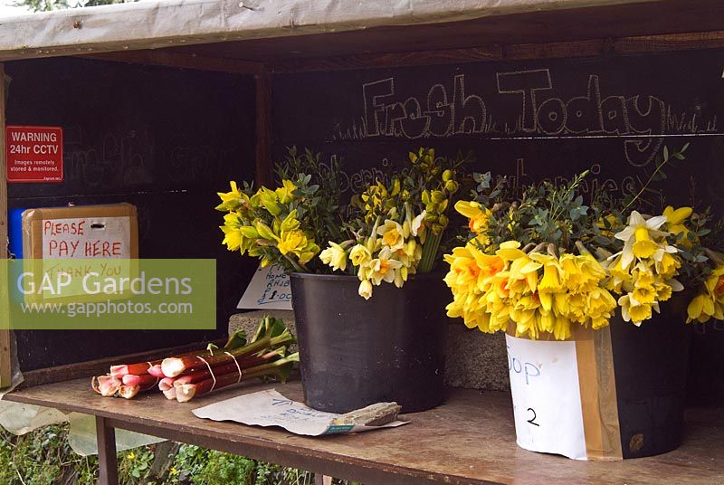 Vestiges of the Daffodil industry in the Tamar Valley, Cornwall - bunches from the original fields for sale by the roadside