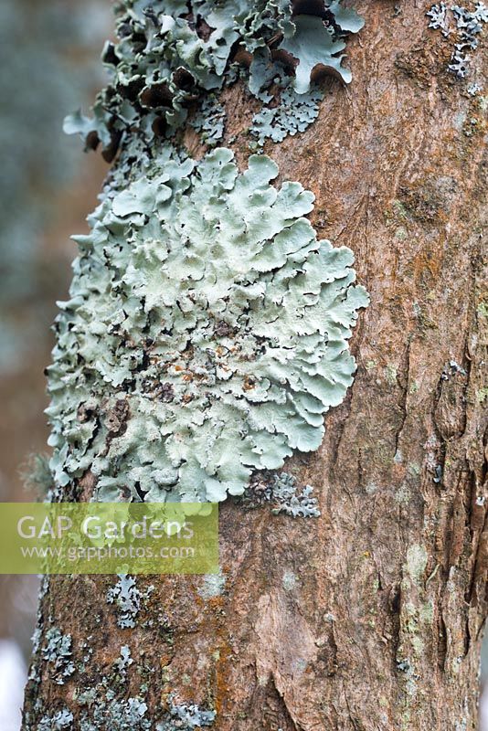 Lichen on Acer shirasawanum