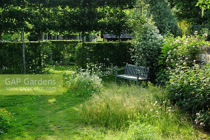 Small wild area of a town garden in summer with un-mown grass, ox eye daisies, neatly trimmed hedges and wooden garden bench.