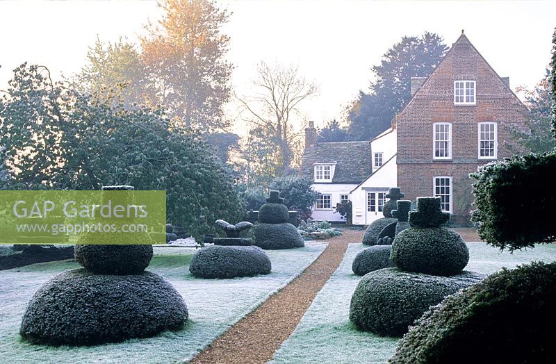 Topiary garden with frost. Clipped yew, gravel path. The Manor, Hemingford Grey, Cambridgeshire.