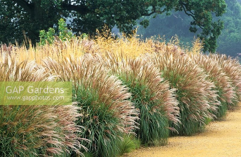 Miscanthus sinensis 'Silberfeder' forming a screen. Cotswold Wildlife Park and Garden.