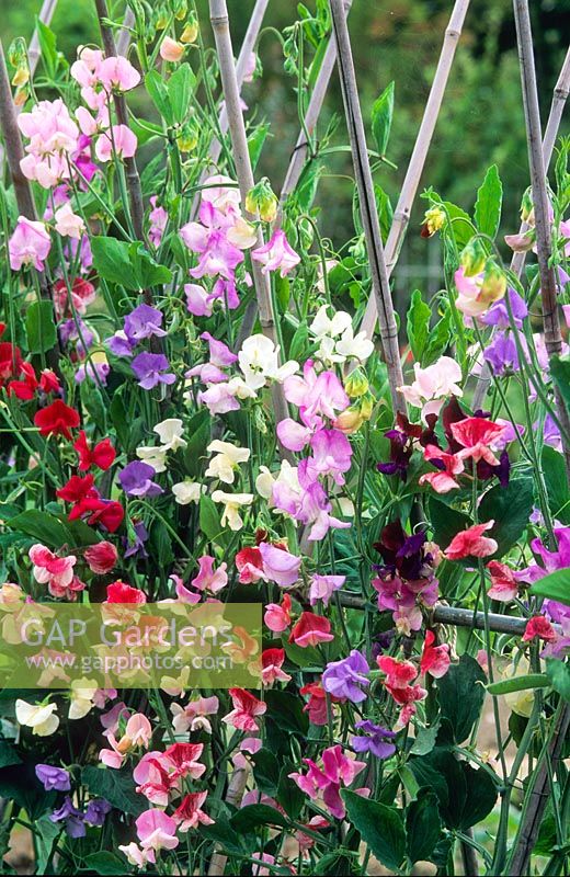Mixed old fashioned sweet peas growing on traditional bamboo support