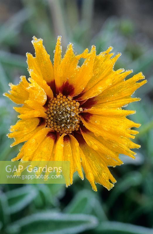 Coreopsis grandiflora. Close-up of yellow flower after first frost in Autumn. November.