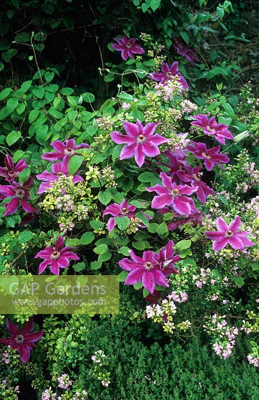 Clematis 'Fireworks' growing through Escallonia 'Apple Blossom' June.