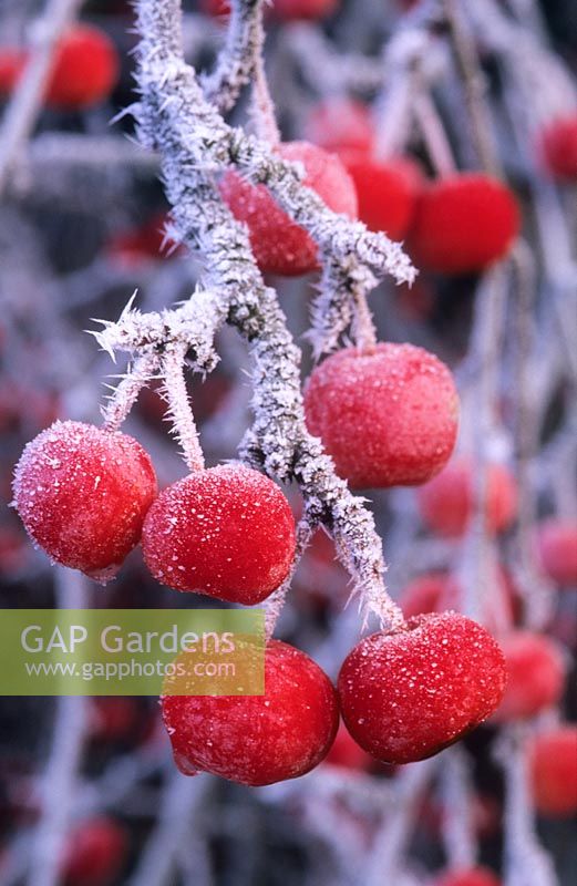 Malus 'Red Sentinel'. Fruits with frost