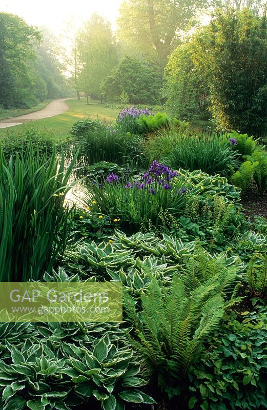 View of ornamental streamside planting with hostas, ferns and irises
