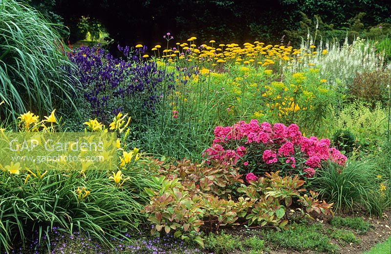 Summer border with Hemerocallis 'Hyperion', Phlox 'Inspiration' and Aconitum 'Spark's Variety'. Bressingham Gardens, July