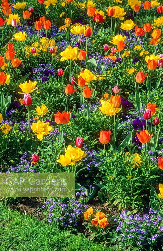 Mixed spring border. Tulipa 'Monte Carlo' - double yellow, Tulipa 'General De Wet' - orange, forget me not, wallflowers and pansies. Cambridge City Council. April