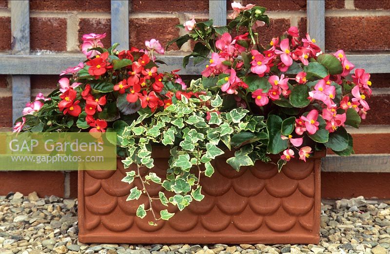 Terracotta trough with Begonia semperflorens 'Olympia' Series, impatiens and variegated ivy. 