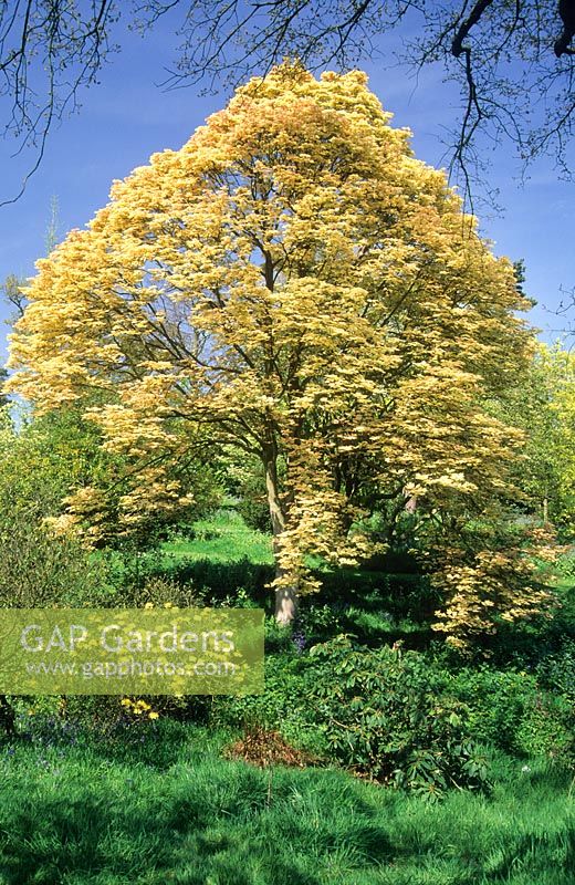 Acer pseudoplatanus 'Brilliantissimum'. May.