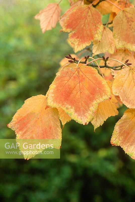 Acer grosseri var. hersii close up of leaves with autumn colour, November