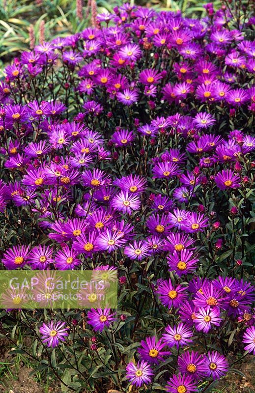 Aster amellus 'Veilchenkonigin' 'Violet Queen' flowering in October