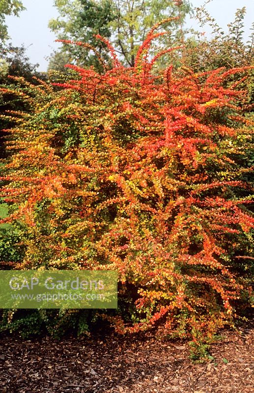 Berberis thunbergii. Autumn colouring. October.
