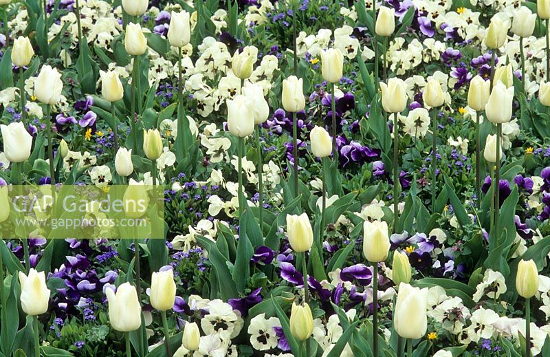Mixed spring border with Tulipa 'Kansas' - Triumph, Myosotis 'Blue Ball', Viola x wittrockiana 'Beaconsfield' and Viola x wittrockiana 'Universal white with blotch'