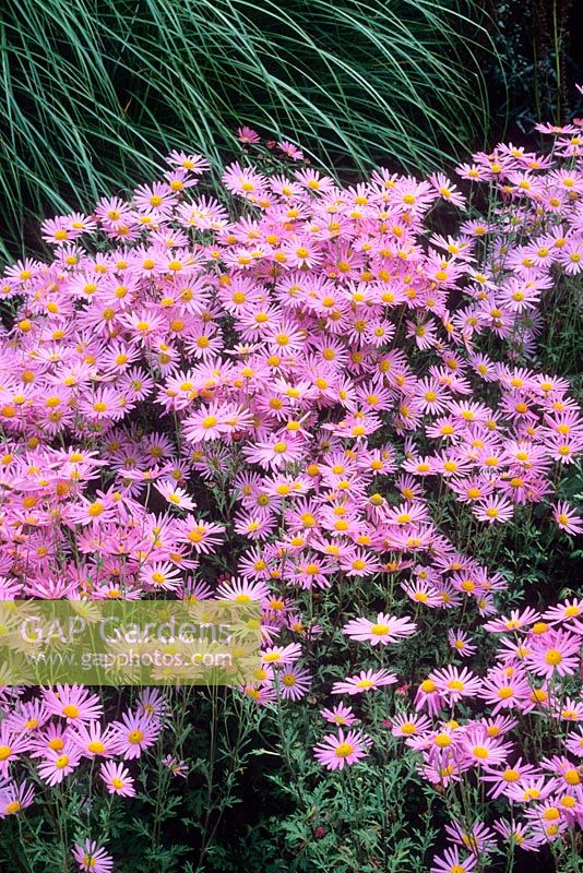 Chrysanthemum 'Clara Curtis'