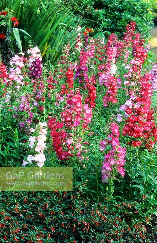 Penstemon gloxinioides 'Victorian Mixed' with Cuphea in foreground.