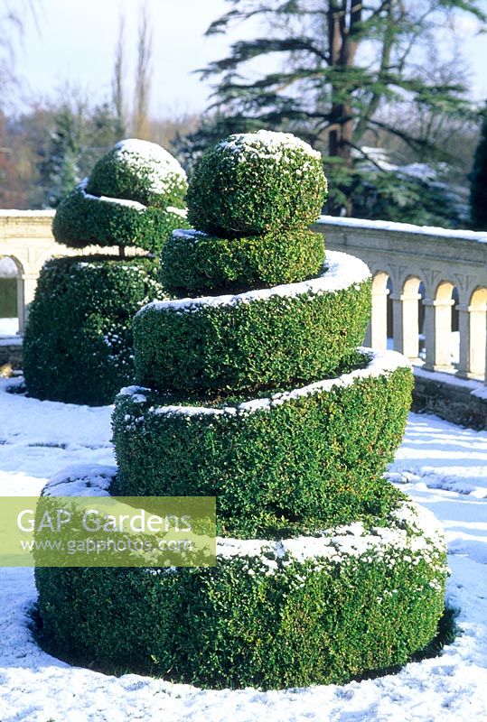 Topiary buxus spiral with snow. February. Madingley Hall, Cambridge