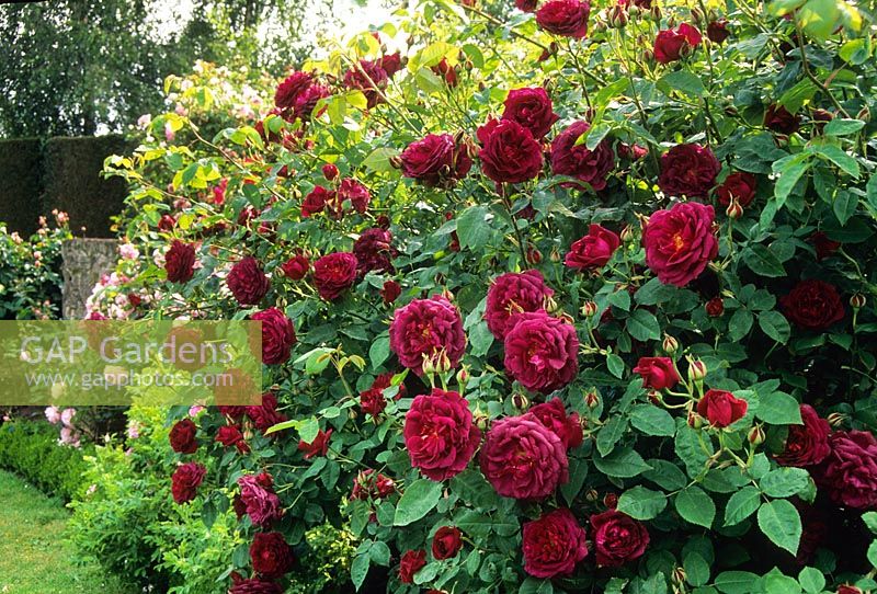 Rosa 'Chianti' - Syn. Rosa 'Auswine'. Shrub rose. June