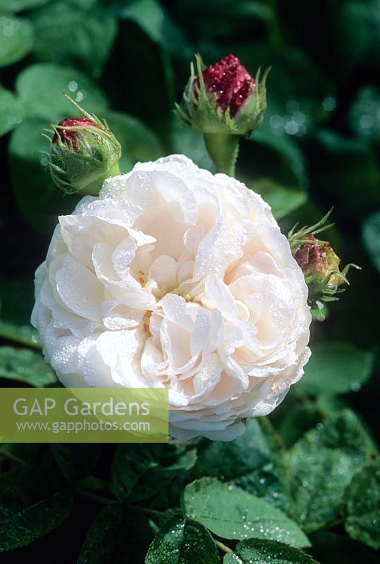 Rosa 'Blanchefleur' - Centifolia Gallica Rose. June