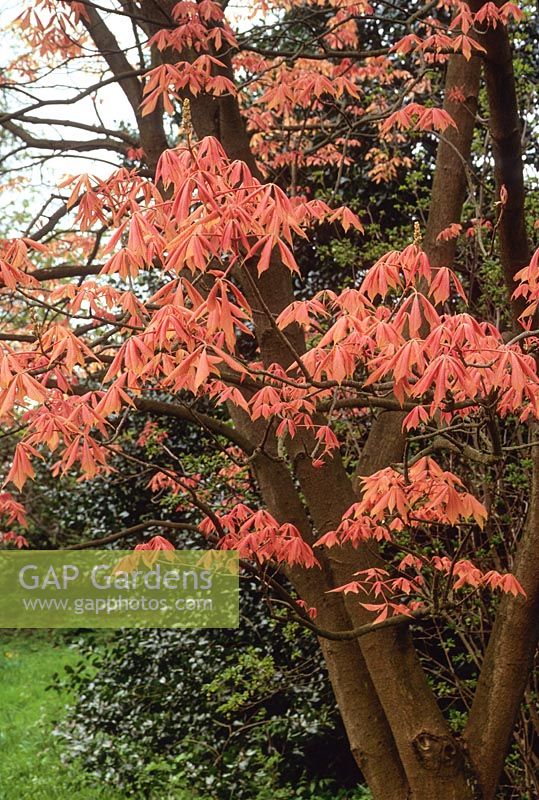 Aesculus x neglecta 'Erythroblastos'. Tree in woodland garden with spring foliage showing initial pink colouring. Early April.