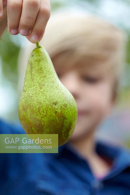 Pyrus communis Conference - little boy holding pear 
