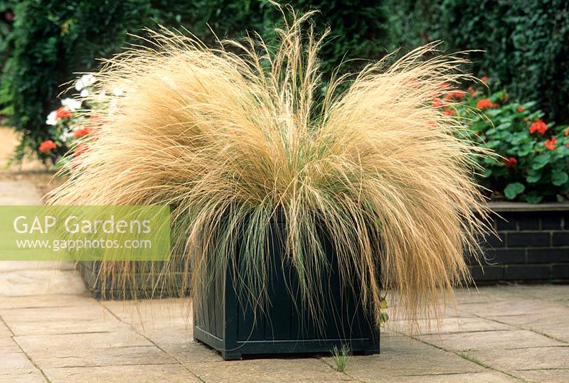 Stipa tenuissima planted in Versailles tub on patio. August