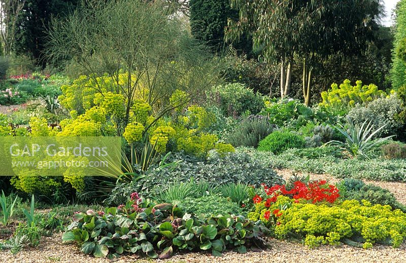 Dry garden with Anemone x fulgens, euphorbias, bergenia, spartium and yucca. Beth Chatto Gardens, April