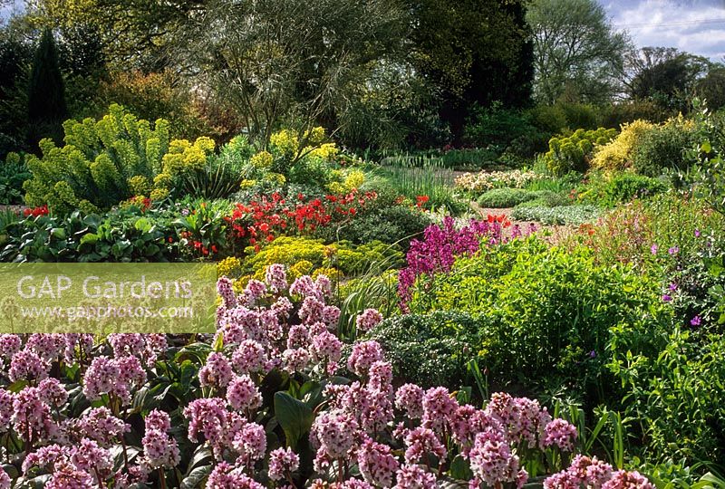 Dry garden with Bergenia 'Beethoven', euphorbias,  Erysimum 'Bowles Mauve' and Anemone x fulgens. Beth Chatto Gardens, April