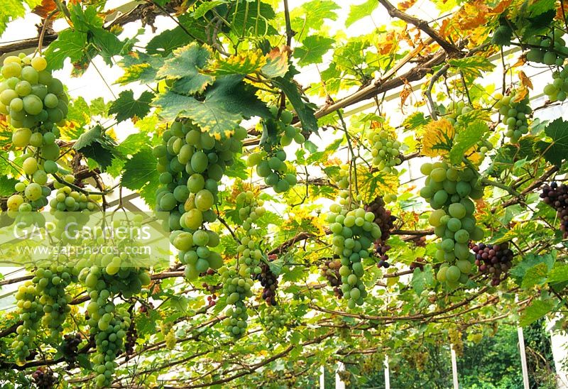 Vitis vinifera - Interior of conservatory roof with crop of white and black grapes ripening