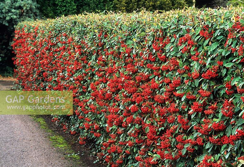 Cotoneaster lacteus grown as a formal clipped hedge laden with berries in autumn. Cambridge Botanic Gardens
