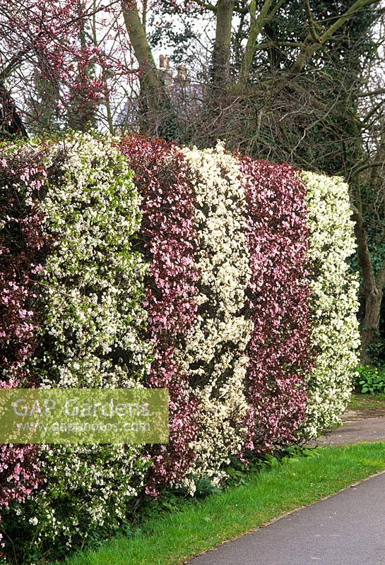 Prunus cerasifera and Prunus cerasifera 'Nigra'. Formal clipped tapestry hedge in flower in spring.