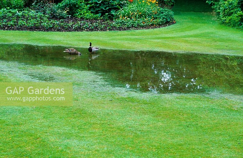 Flooded lawn in summer with Mallard duck and drake.