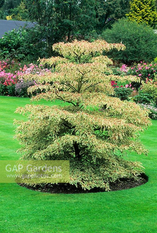 Cornus controversa 'Variegata' - wedding cake tree - as specimen in a lawn. Lakeland Horticultural Society, Holehird Gardens, Cumbria
