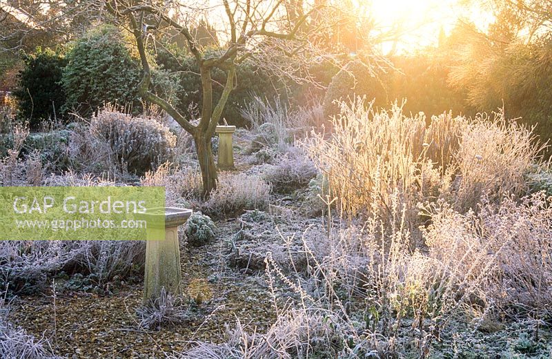 View of frosty herb garden with bird bath and quince tree