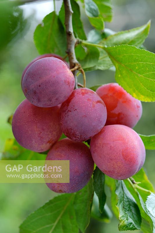 Prunus domestica 'Victoria' - plums