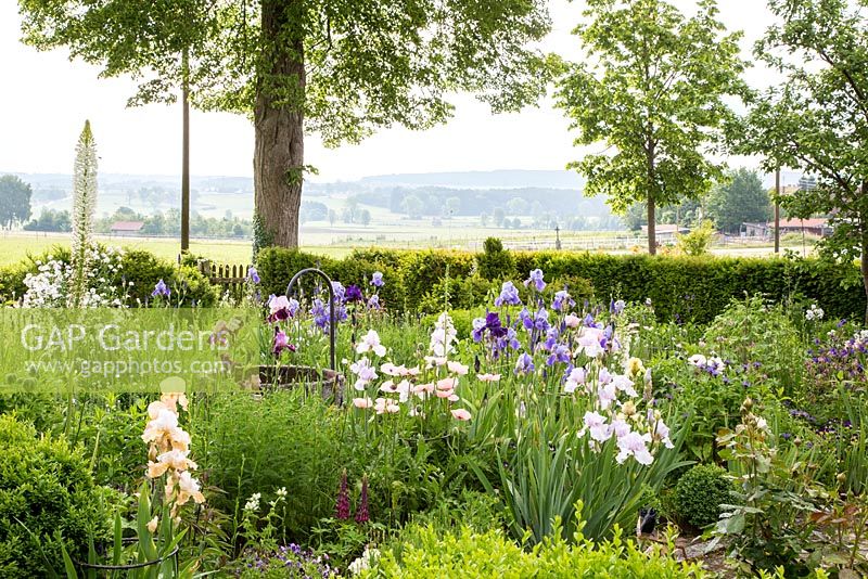 Iris border in a rural garden with water feature and picket fence, in the background are woods and meadows, Delphinium, Eremurus, Iris 'Pearl Chiffon', Iris 'Violet Turner', Iris germanica, Taxus baccata