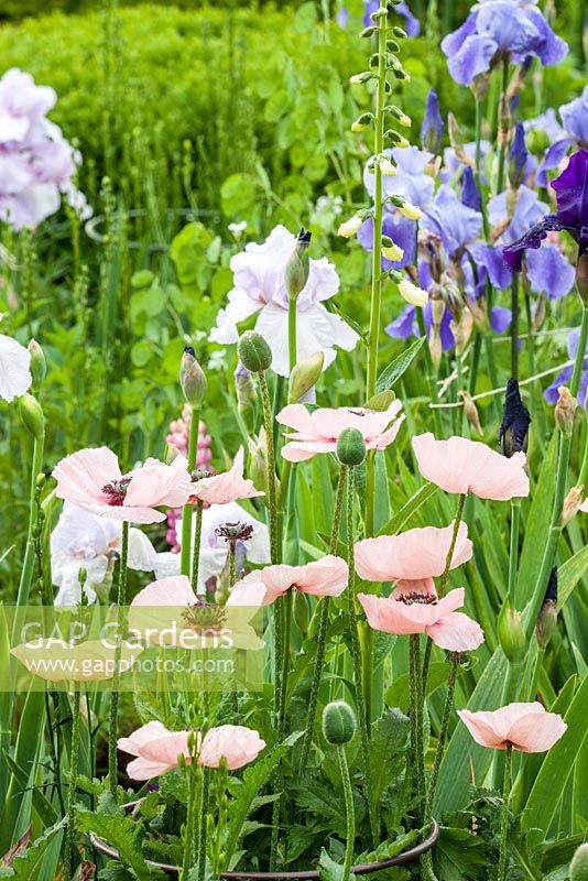 Combination of Iris 'Pearl Chiffon', Iris germanica and Papaver 'Karine'