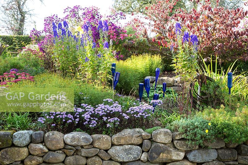 Terraced borders with dry stone retaining walls are decorated with blue glass bottles and planted with Aconitum carmichaelii var. wilsonii, Aster dumosus, Sedum telephium and Viburnum