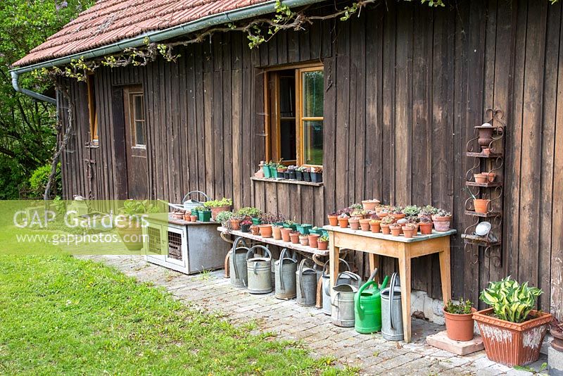 Sheltered by a wooden garden shed, young plants in pots on table and tin watering cans are lined up, small rabbit hutch, Planting includes, Hosta, Saxifraga Sempervivum
