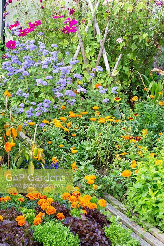 Mixture of flowers and vegetables in a kitchen garden. Wooden beams allow to step into the planting, Ageratum, Cosmos, Mentha,  Tagetes and Zinnia