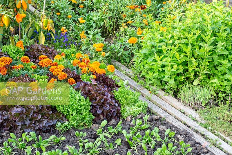 Mixed cultivated vegetable garden with flowers and a stepping zone made of wooden beams, Calendula officinalis, Mentha, Tagetes