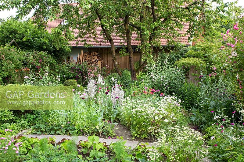 Informal country garden with cherry tree next to wooden house. Perennials and biennial self seeders with vegetable patches of strawberries, fennel, beans and salad