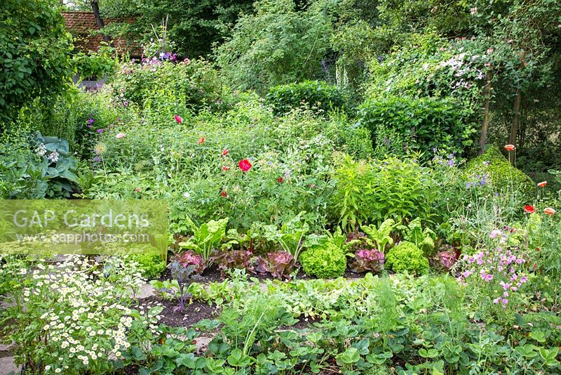 In a rural garden surrounded by shrubs, climbers and perennials, a vegetable patch with salads, chard, fennel, sweet peas and strawberries, Clematis, Geranium, Hosta, Lavatera trimestris, Papaver rhoeas and   Tanacetum parthenium 
