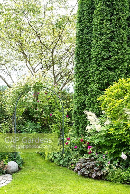 Thuja occidentalis 'Smaragd' dominate a garden border with a rose arch over a lawn 