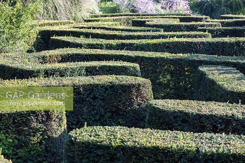 Detail of a yew labyrinth at Trautmannsdorf gardens, Italy
