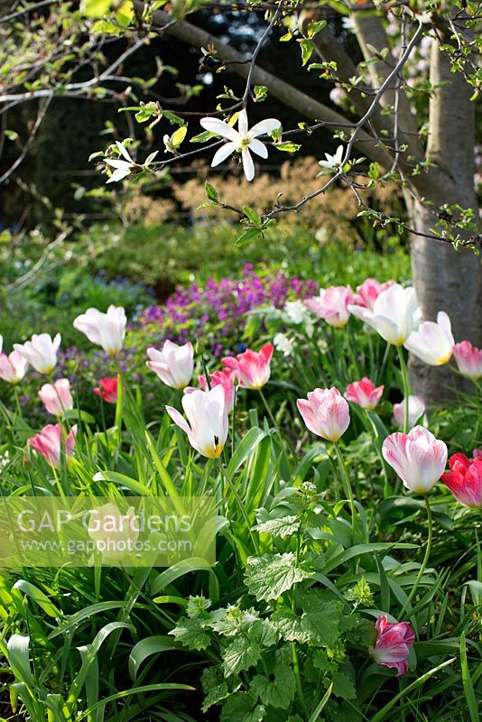 Tulipa 'Flaming Purissima' planted under Magnolia kobus in spring garden 