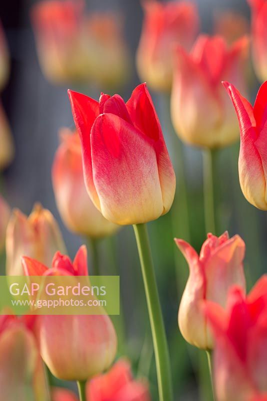 Tulipa 'Aperitif'