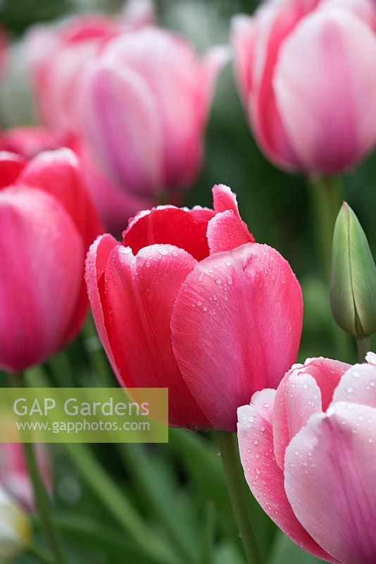 Tulipa 'Pink Impression, Tulip Salmon Impression, Darwin Hybrid