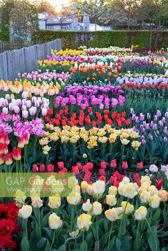 Colourful field of many different varieties of tulip in spring